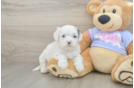 Best Shih Poo Baby
