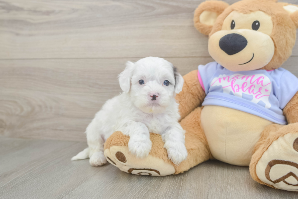 Best Shih Poo Baby