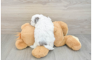Hypoallergenic Shih Poo Poodle Mix Puppy
