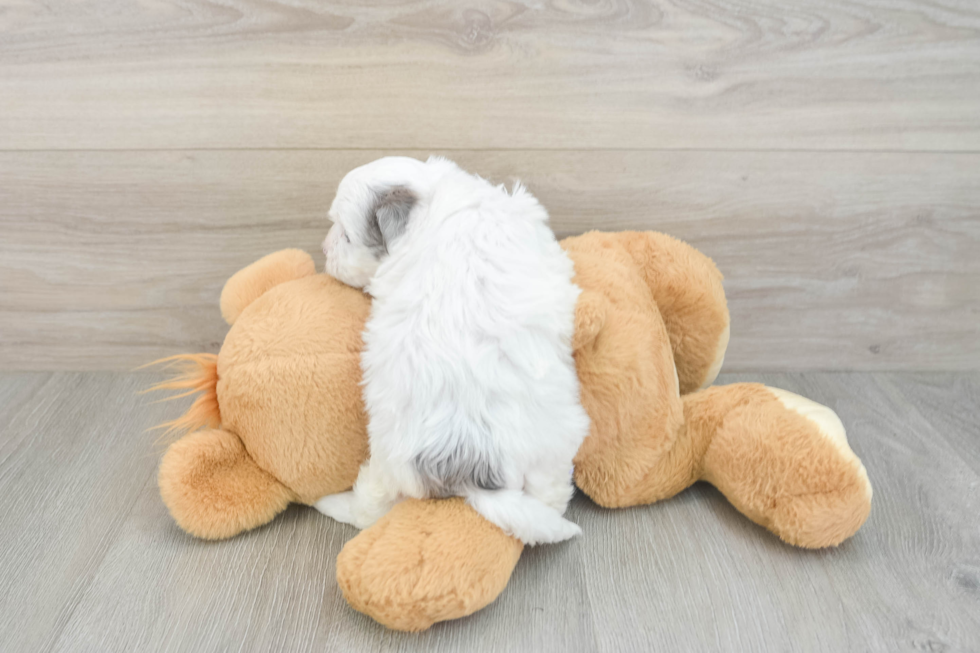 Hypoallergenic Shih Poo Poodle Mix Puppy