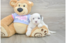 Cute Shih Poo Baby