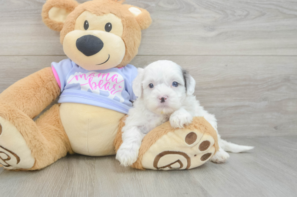 5 week old Shih Poo Puppy For Sale - Windy City Pups