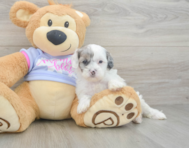 8 week old Shih Poo Puppy For Sale - Windy City Pups