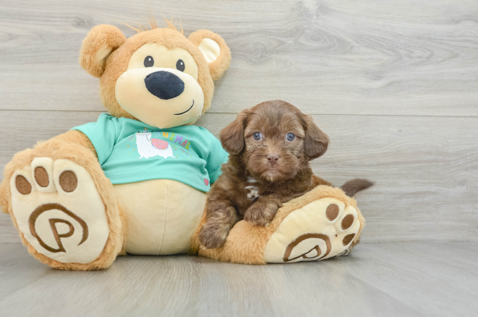 6 week old Shih Poo Puppy For Sale - Windy City Pups