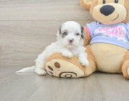 7 week old Shih Poo Puppy For Sale - Windy City Pups