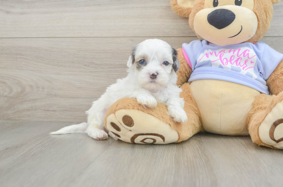 5 week old Shih Poo Puppy For Sale - Windy City Pups