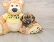 6 week old Shih Poo Puppy For Sale - Windy City Pups