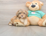 5 week old Shih Poo Puppy For Sale - Windy City Pups
