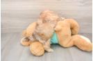 Shih Poo Pup Being Cute