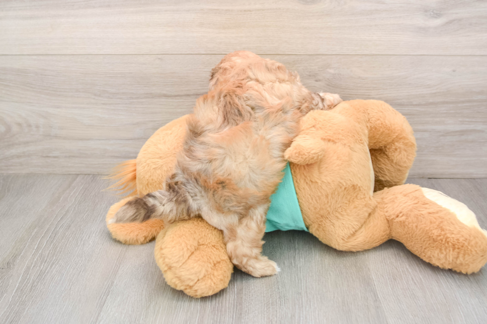 Shih Poo Pup Being Cute