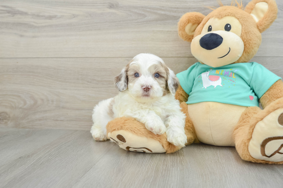 6 week old Shih Poo Puppy For Sale - Windy City Pups