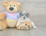 7 week old Shih Poo Puppy For Sale - Windy City Pups