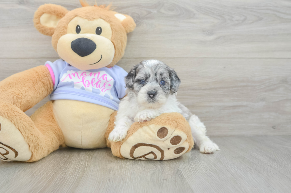 5 week old Shih Poo Puppy For Sale - Windy City Pups
