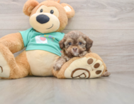 5 week old Shih Poo Puppy For Sale - Windy City Pups