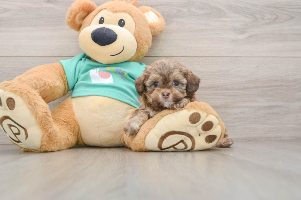 Shih Poo Pup Being Cute
