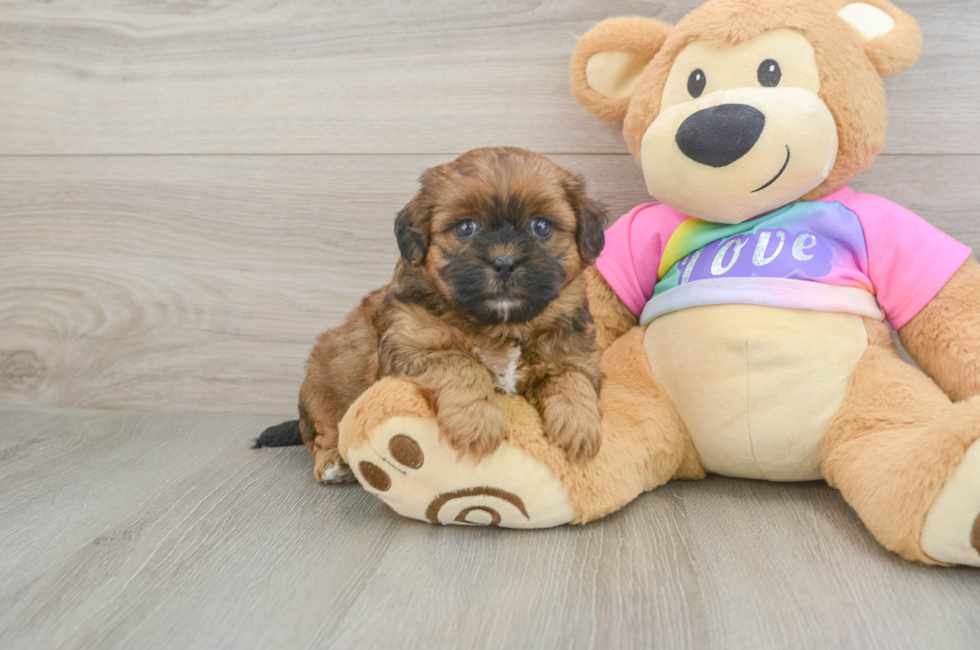 5 week old Shih Poo Puppy For Sale - Windy City Pups