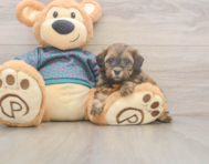 5 week old Shih Poo Puppy For Sale - Windy City Pups