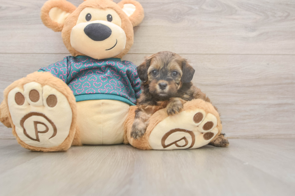 5 week old Shih Poo Puppy For Sale - Windy City Pups