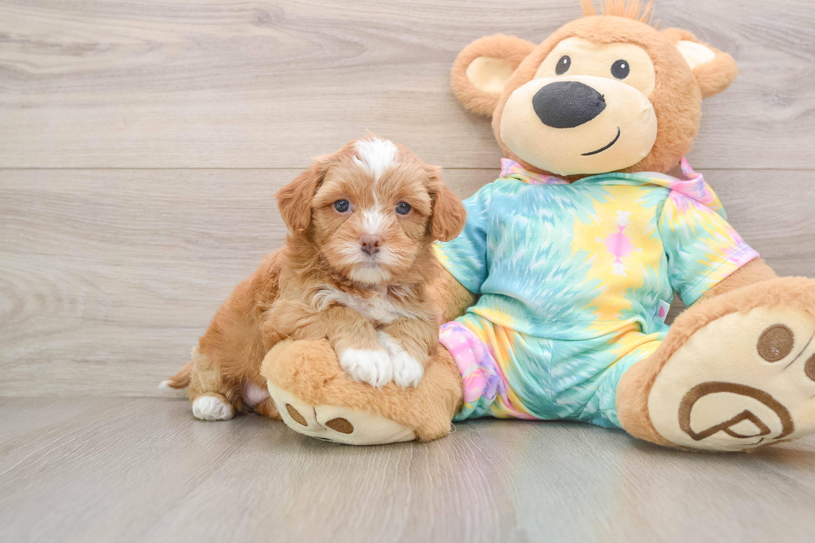 Cute Shih Poo Baby