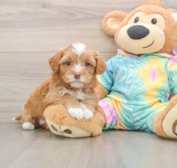 5 week old Shih Poo Puppy For Sale - Windy City Pups