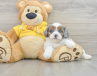 6 week old Shih Poo Puppy For Sale - Windy City Pups