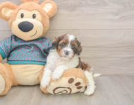 5 week old Shih Poo Puppy For Sale - Windy City Pups