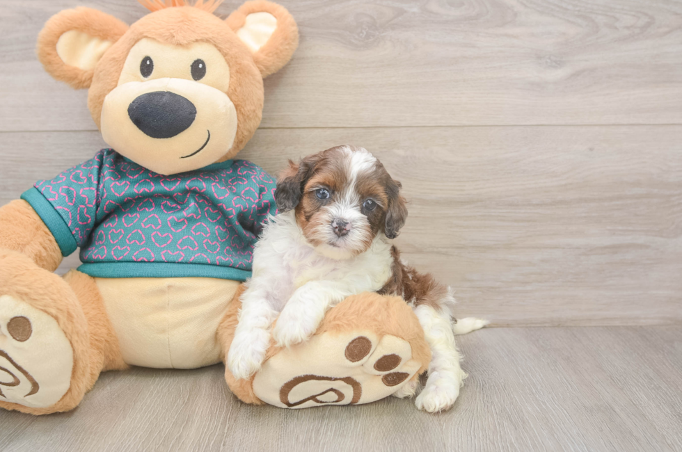 5 week old Shih Poo Puppy For Sale - Windy City Pups