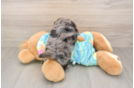 Popular Shih Poo Poodle Mix Pup