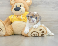 6 week old Shih Poo Puppy For Sale - Windy City Pups