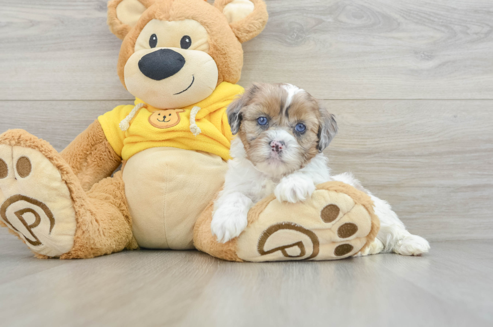 6 week old Shih Poo Puppy For Sale - Windy City Pups