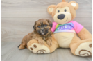 Shih Poo Pup Being Cute