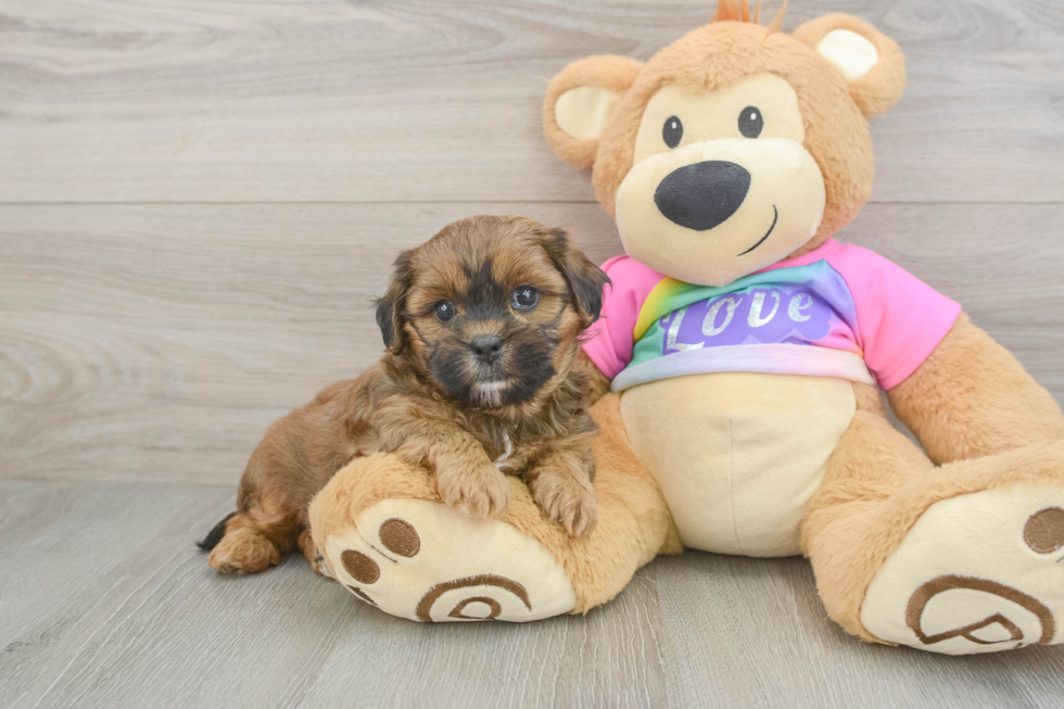 Shih Poo Pup Being Cute