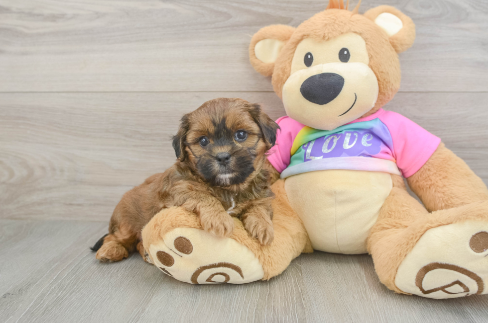 5 week old Shih Poo Puppy For Sale - Windy City Pups