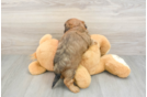 Best Shih Poo Baby