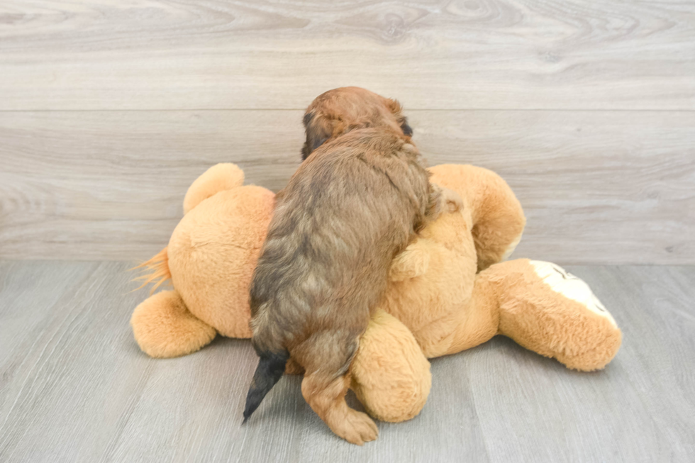 Best Shih Poo Baby
