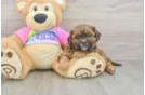 Little Shihpoo Poodle Mix Puppy