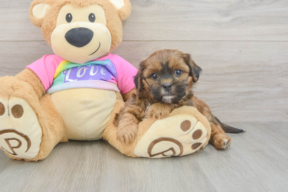 Little Shihpoo Poodle Mix Puppy
