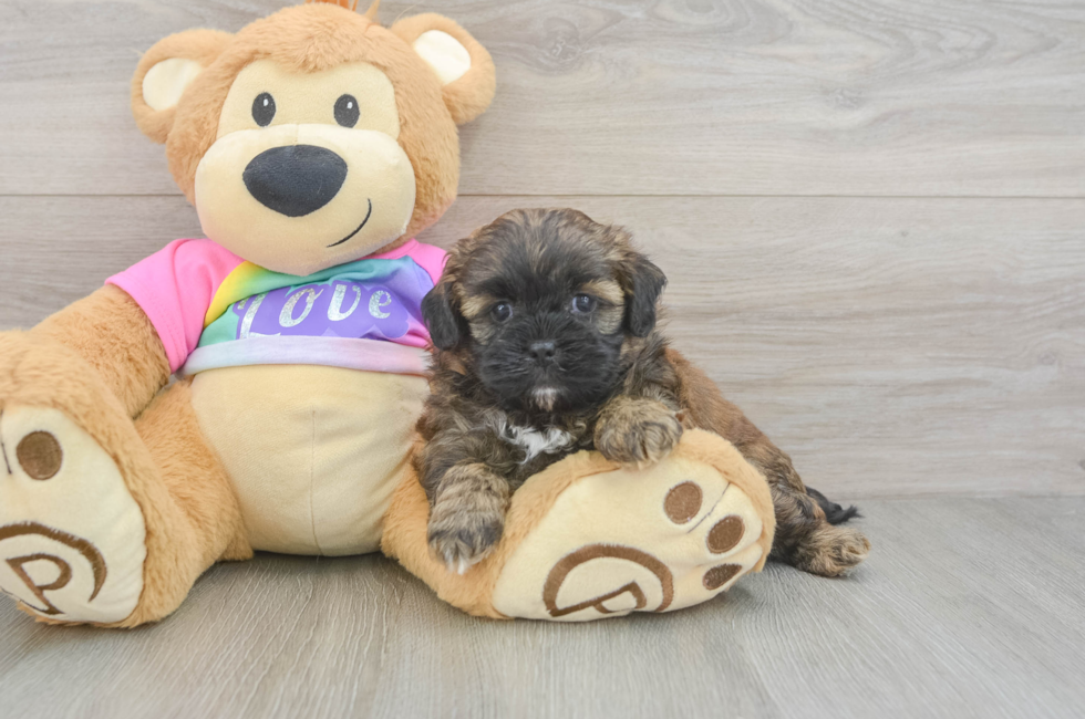 5 week old Shih Poo Puppy For Sale - Windy City Pups