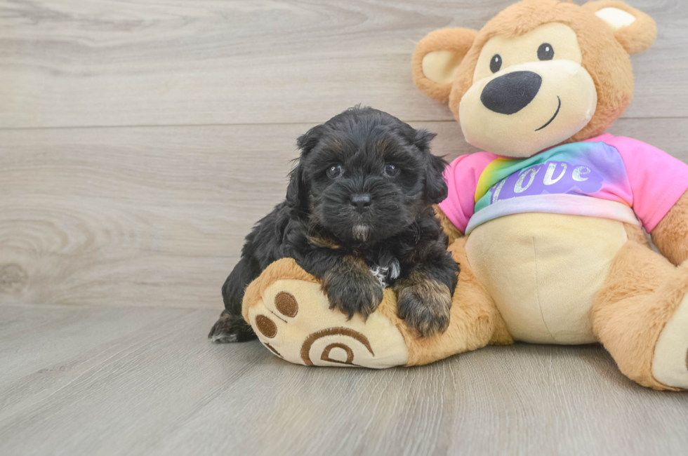 5 week old Shih Poo Puppy For Sale - Windy City Pups