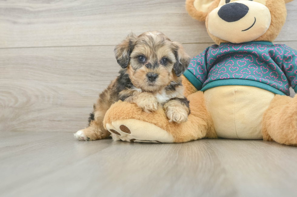 6 week old Shih Poo Puppy For Sale - Windy City Pups
