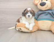5 week old Shih Poo Puppy For Sale - Windy City Pups