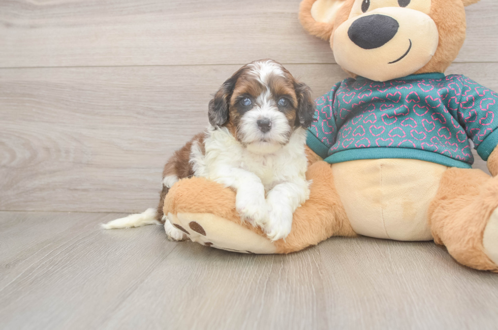 5 week old Shih Poo Puppy For Sale - Windy City Pups