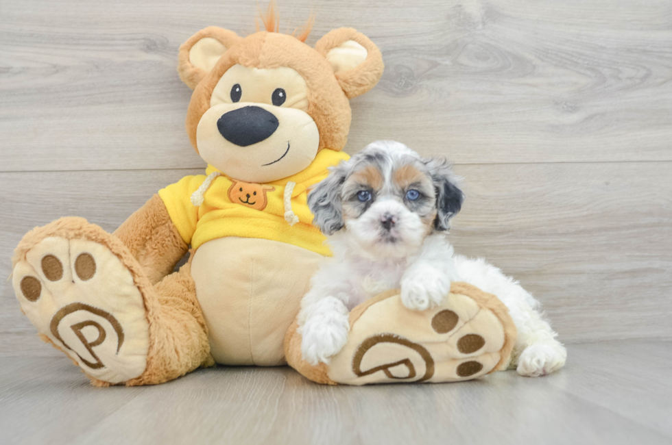 6 week old Shih Poo Puppy For Sale - Windy City Pups