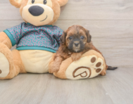 6 week old Shih Poo Puppy For Sale - Windy City Pups