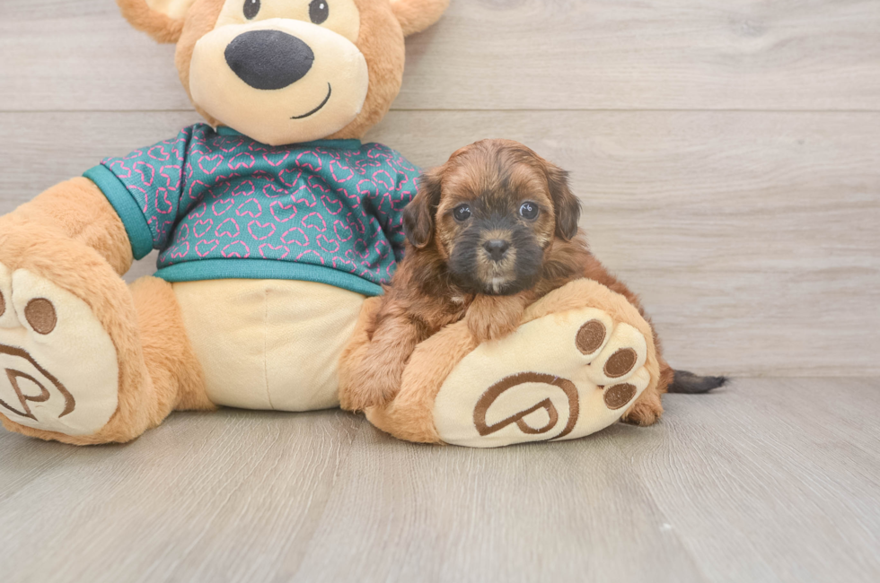 5 week old Shih Poo Puppy For Sale - Windy City Pups