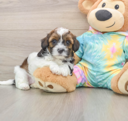 6 week old Shih Poo Puppy For Sale - Windy City Pups