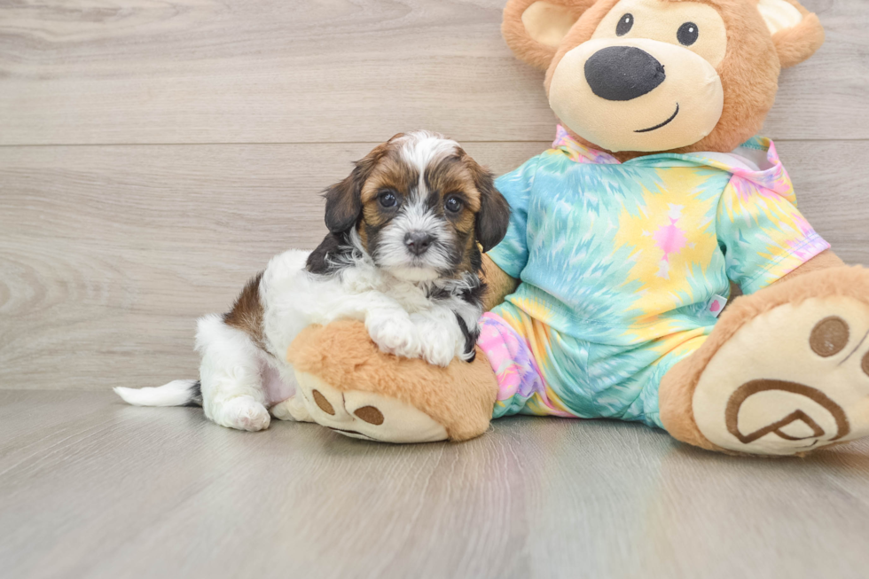 Shih Poo Puppy for Adoption