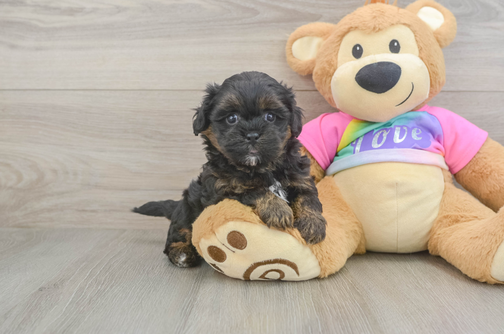 5 week old Shih Poo Puppy For Sale - Windy City Pups