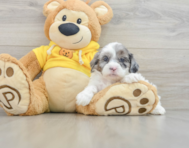 9 week old Shih Poo Puppy For Sale - Windy City Pups