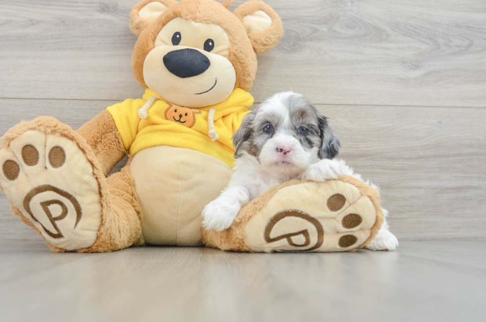 6 week old Shih Poo Puppy For Sale - Windy City Pups